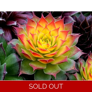 Sempervivum 'Gold Nugget'